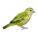 Sweet Sister_bird yellow green