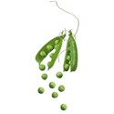 Sweet Sister_dangling peas