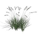 Sweet Sister_tall grass 8