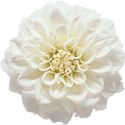 Sweet Sister_white dahlia