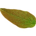leaf 1