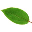 leaf 2