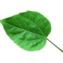 leaf 3