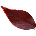 leaf 4
