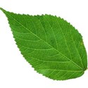 leaf 6
