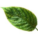 leaf 7