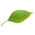 leaf 20