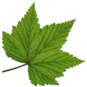 leaf 26