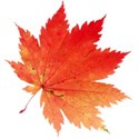 leaf 41