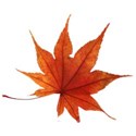 leaf 43