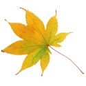 leaf 44