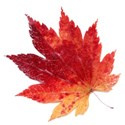 leaf 45