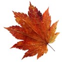 leaf 46