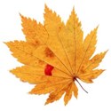 leaf 47