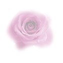 transparent rose 1