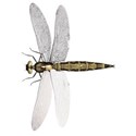 Dragonfly-2