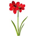 Amaryllis