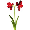 Amaryllis-2