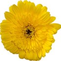 flowers-yellow-1