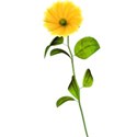flowers-yellow-4