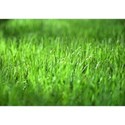 green_grass