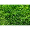 stock_green_grass