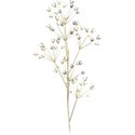 babysbreath