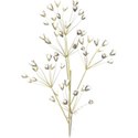 babysbreath2