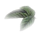 rose leaves transparent