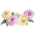 roses cluster 1