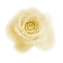 yellow rose 3 transparent