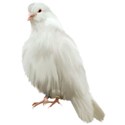 dove right