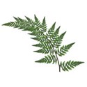 fern 02