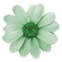 flower green 02