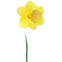 daffodil