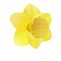 daffodil4