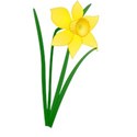 daffodil_jonathan_dietri_01_xl