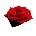 red rose