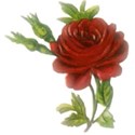 red-rose