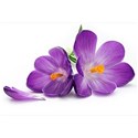 purple_crocus