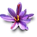 crocusBloom