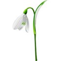 snowdrop