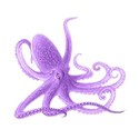 octopus2