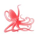 octopus4