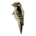 woodpecker