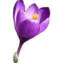 HSA_Crocus (10)