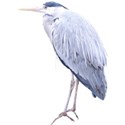 reiger