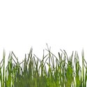 bos_sbly_grass