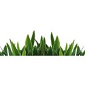 grass