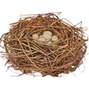 nest